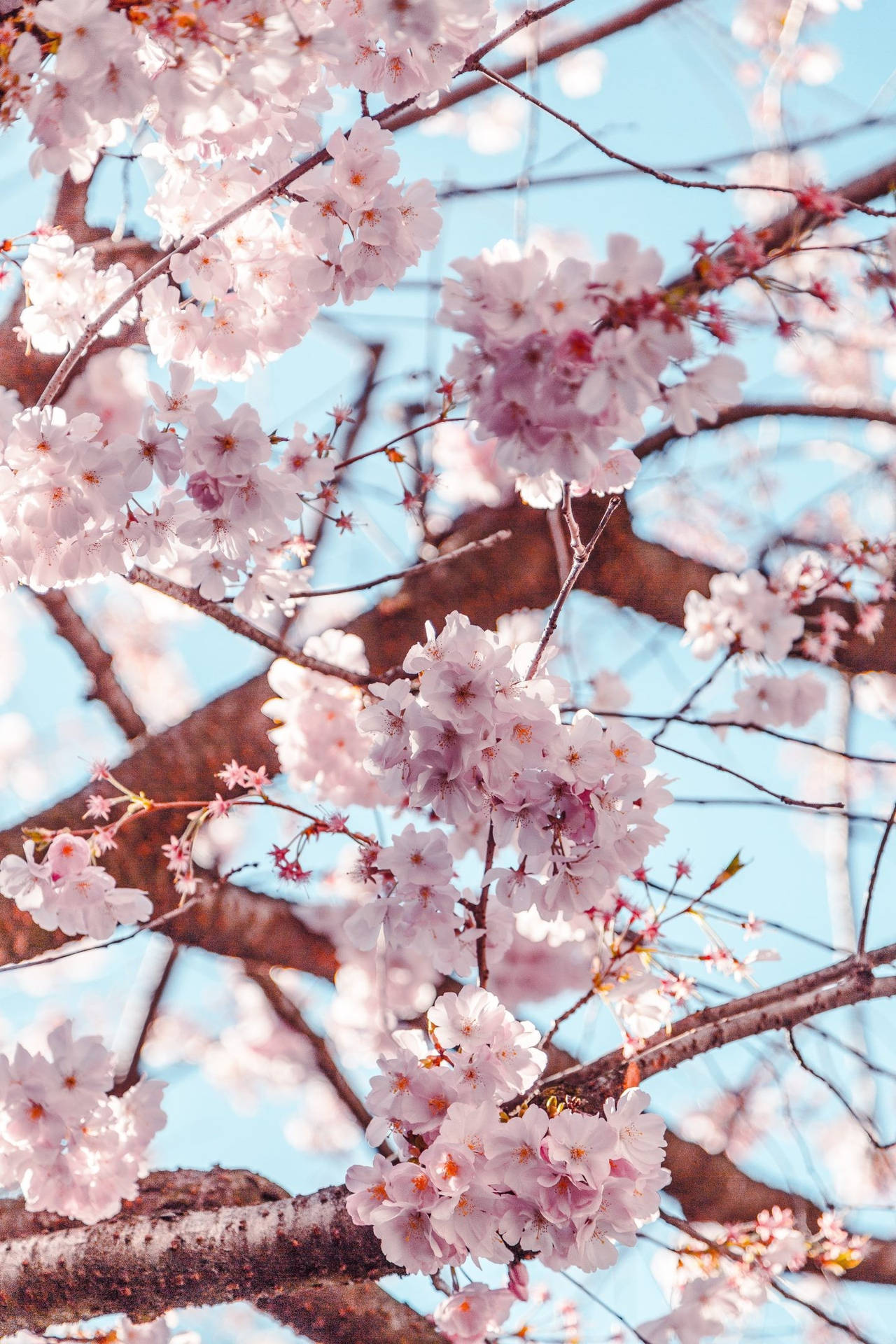 Blumenkirschblüten-handy-hintergrundbild Wallpaper