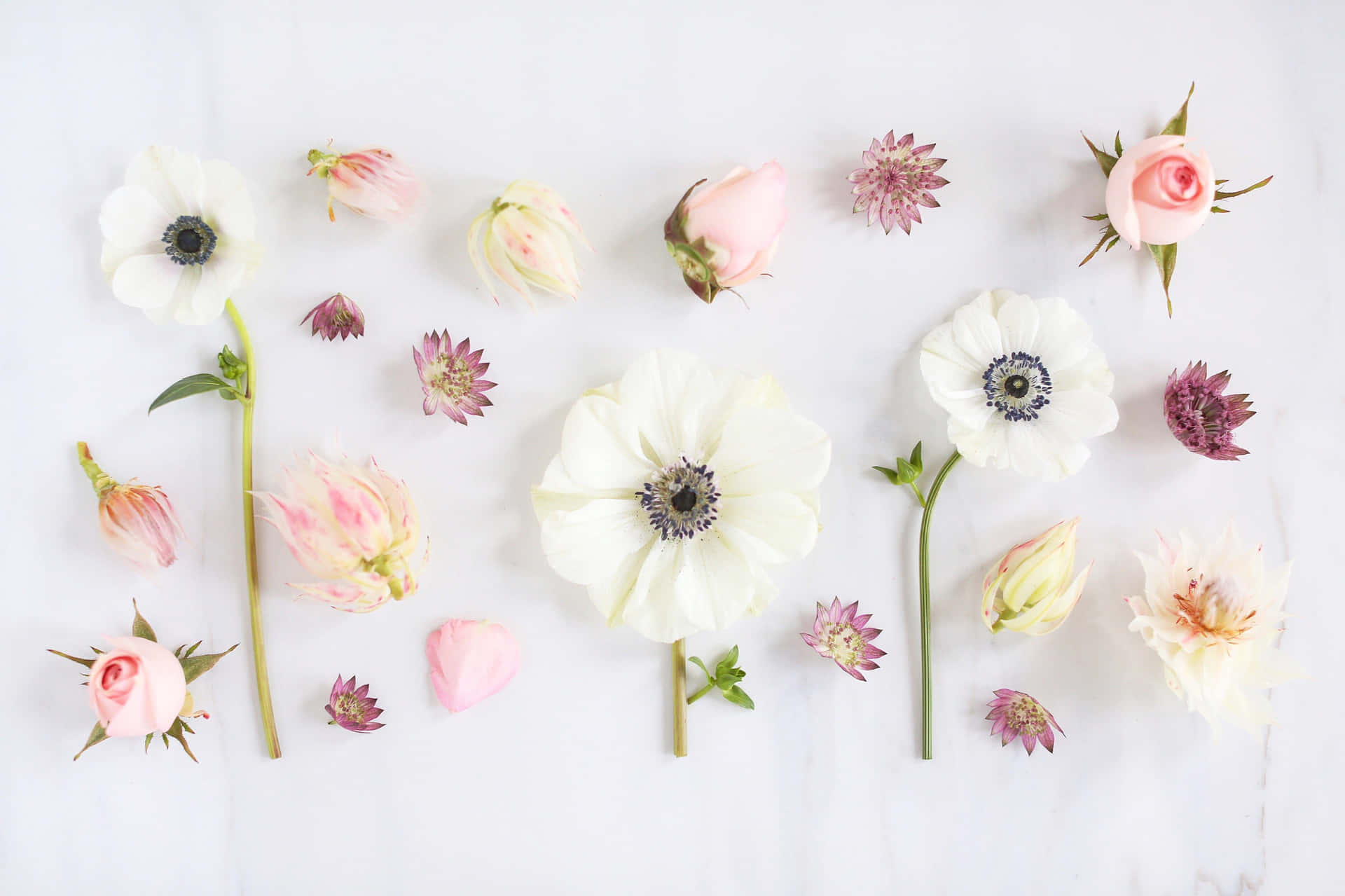 Eineanordnung Aus Weißen Und Rosa Blumen Auf Einer Weißen Oberfläche. Wallpaper