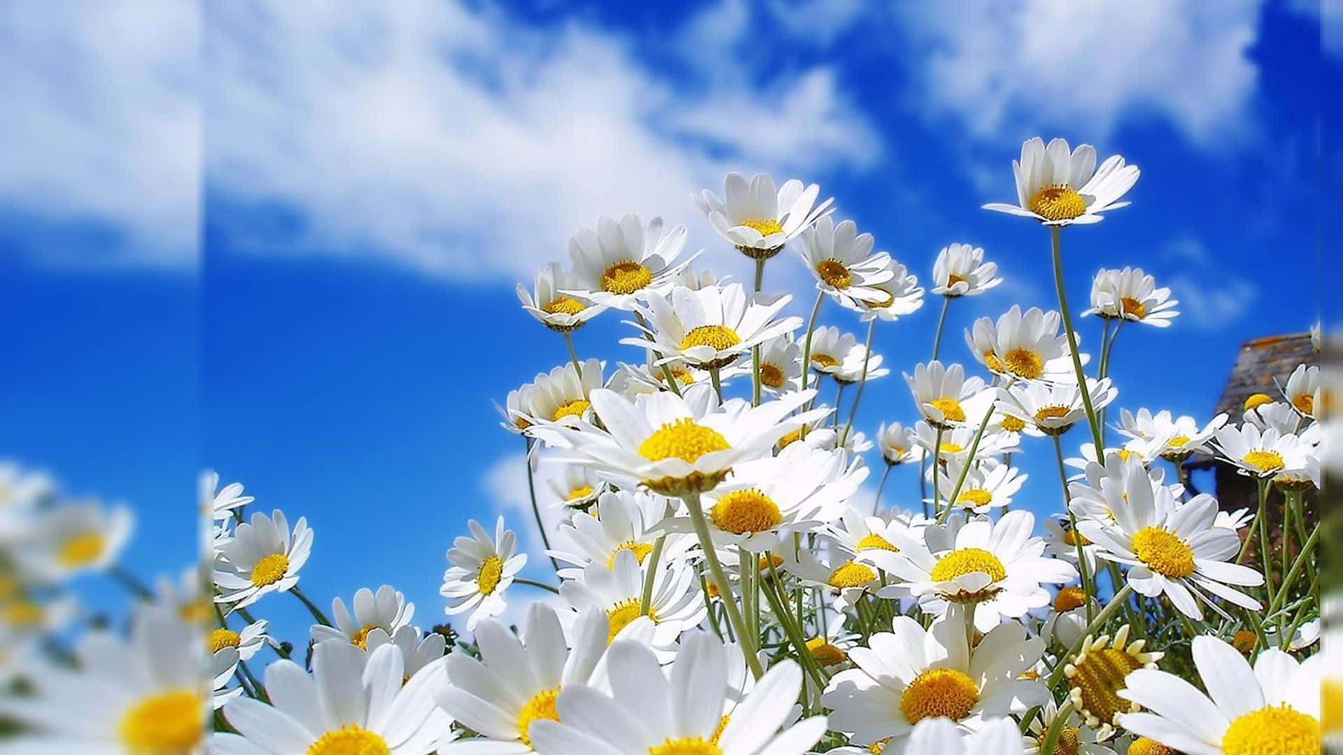 Daisies In The Field With Blue Sky Wallpaper
