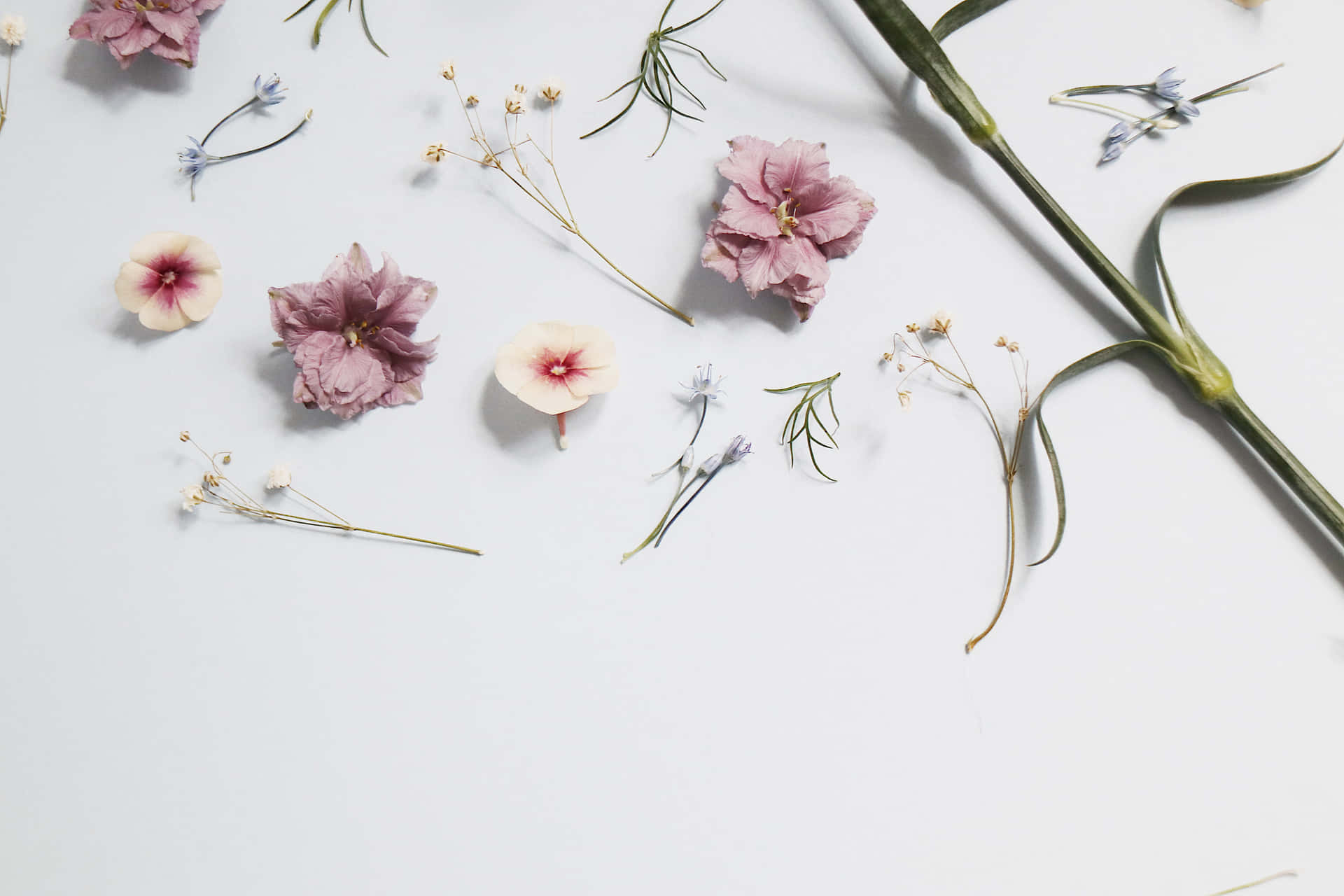 Flowers And Leaves On A White Background Wallpaper