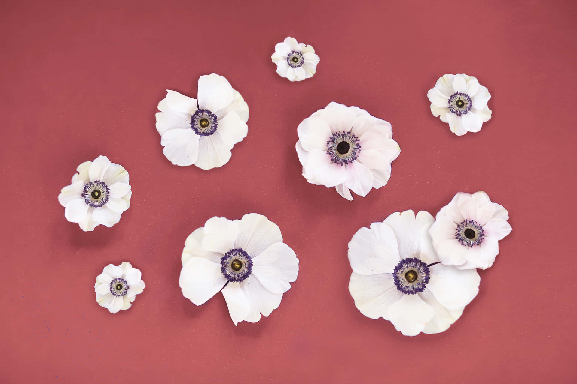 White Anemones On A Red Wall Wallpaper