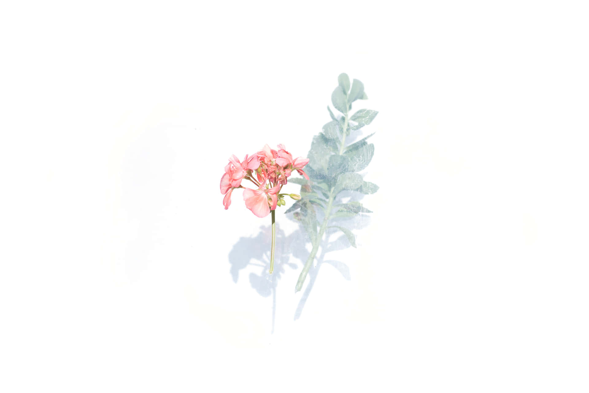 Unapintura Acuarela De Una Flor Rosa Y Hojas Verdes Fondo de pantalla