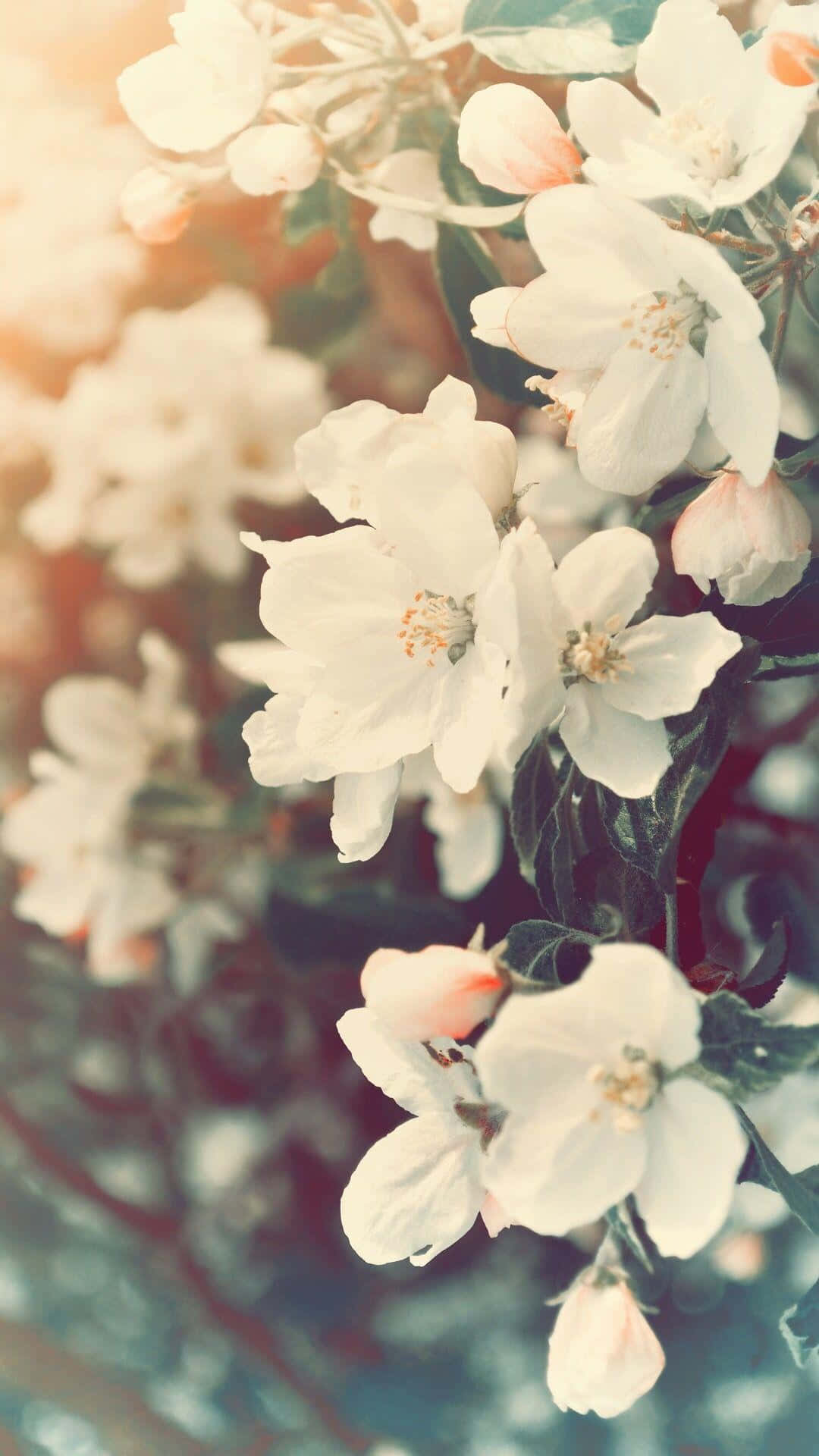 White Flowers On A Branch With Sunlight Shining Through
