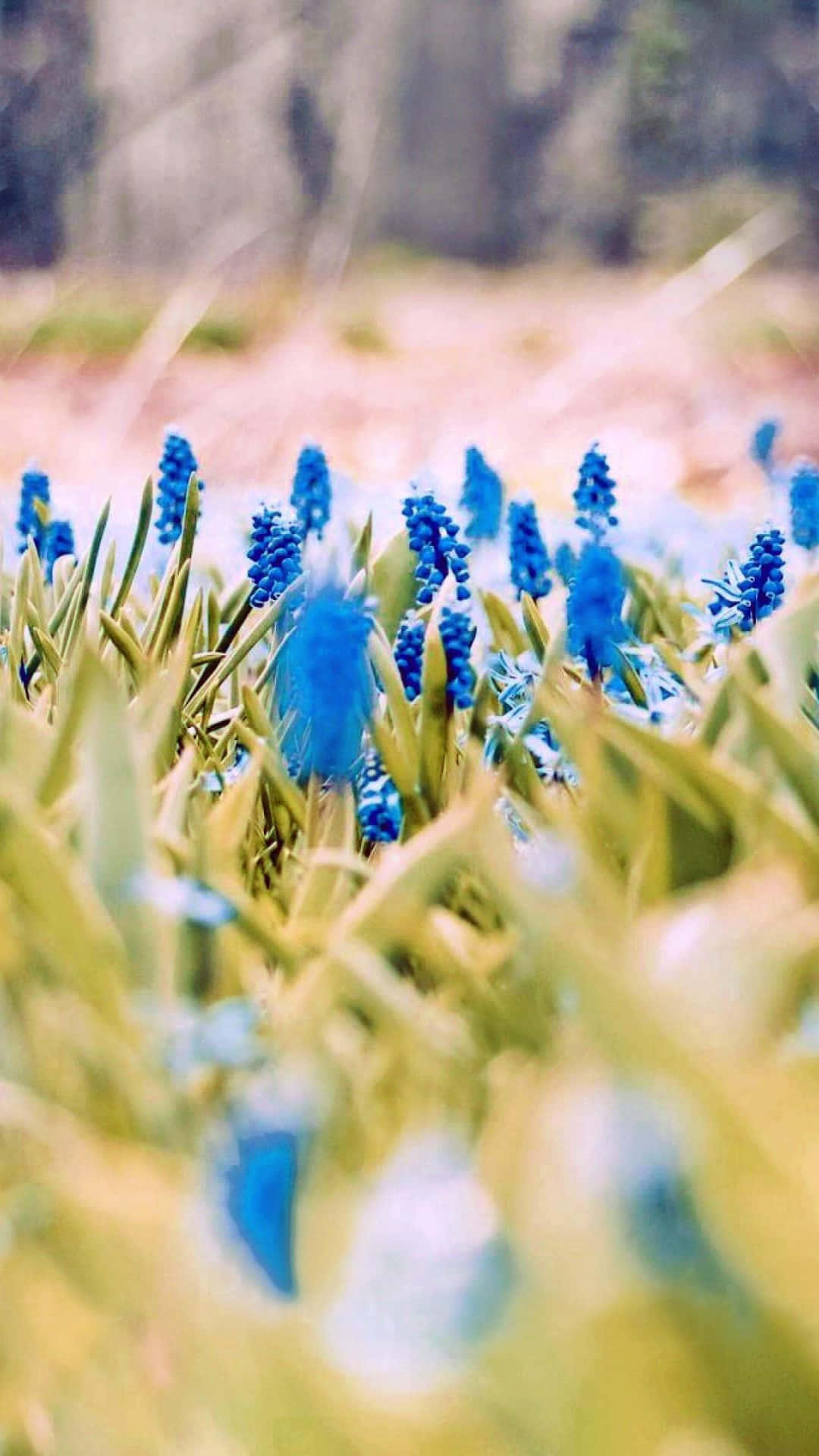 A Field Of Blue Flowers