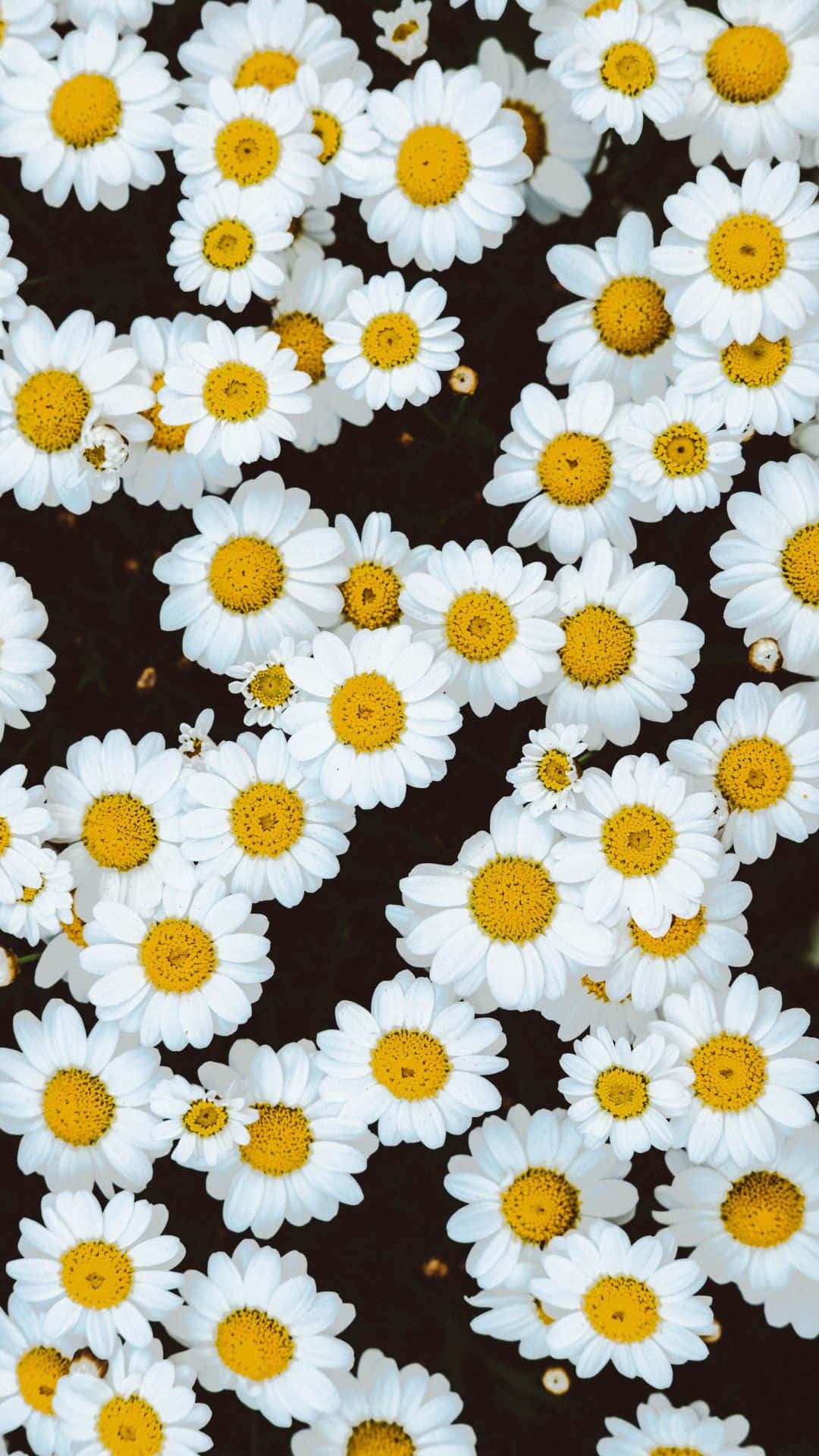 A Bunch Of White Daisies In The Water