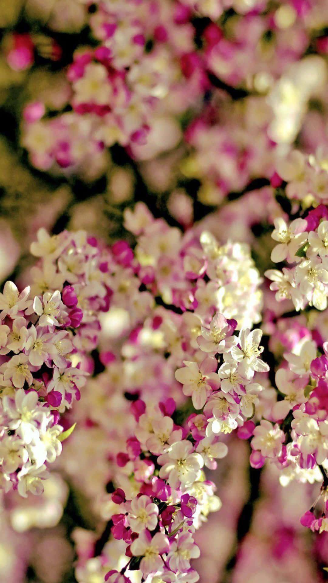 Ettræ Med Pinke Blomster.