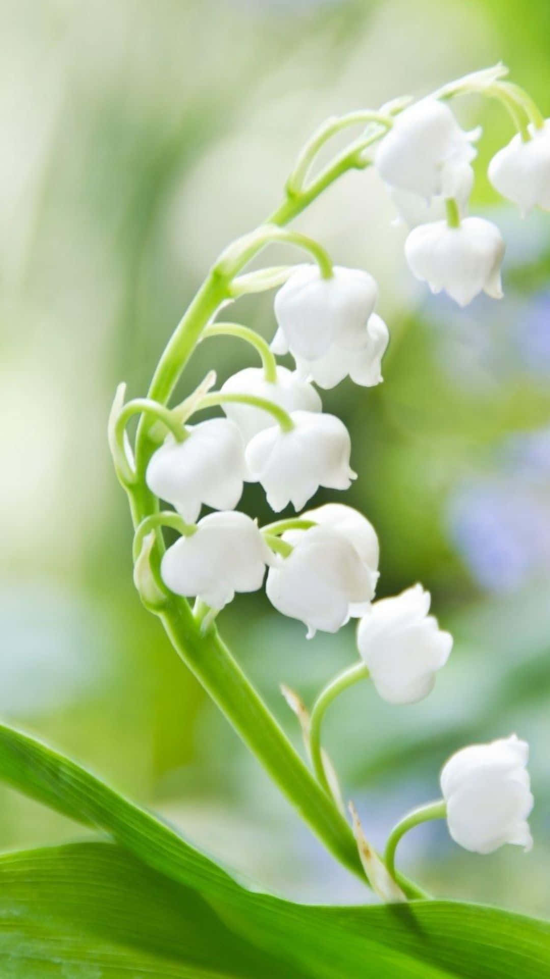 Wallpaper lily of the valley