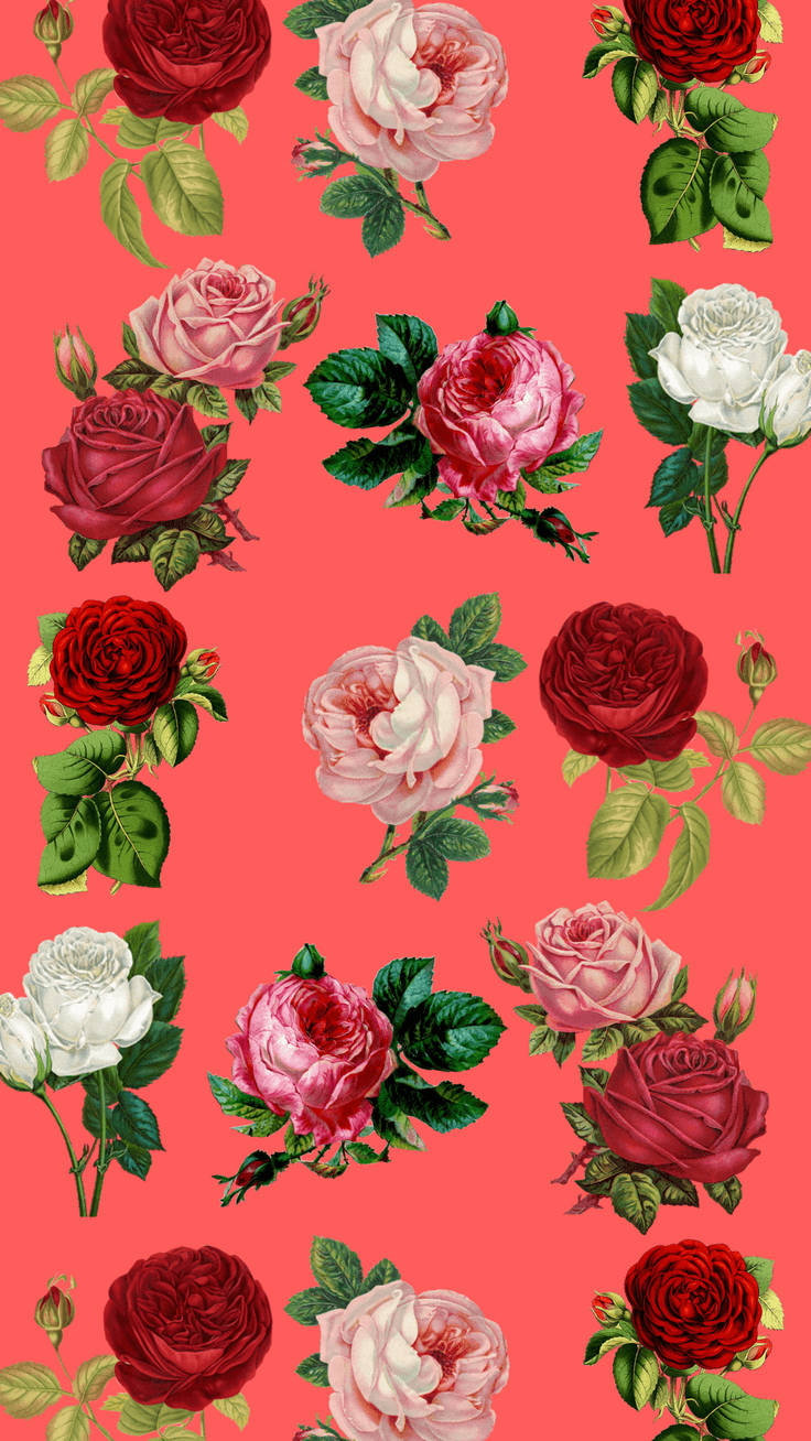 Blommigros Iphone På Rosa Bakgrund. Wallpaper