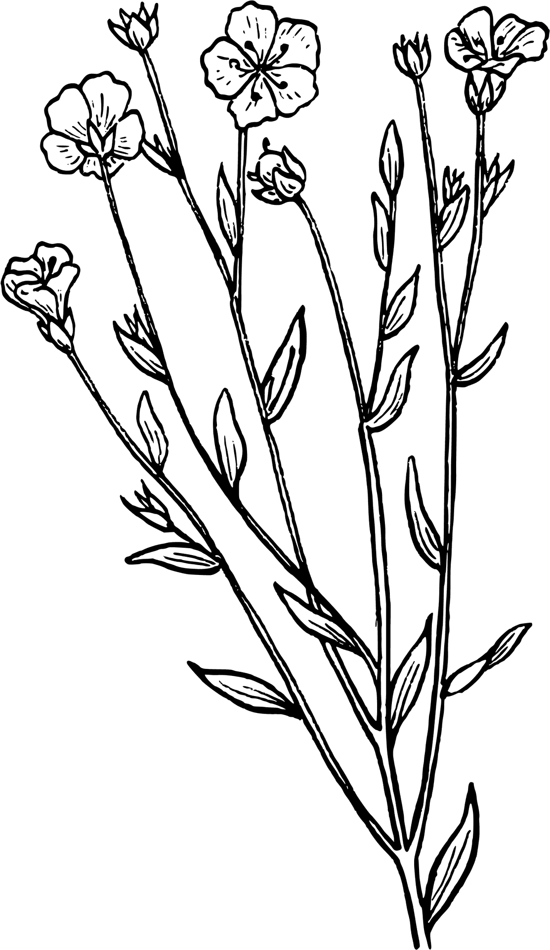 Floral_ Line_ Drawing PNG