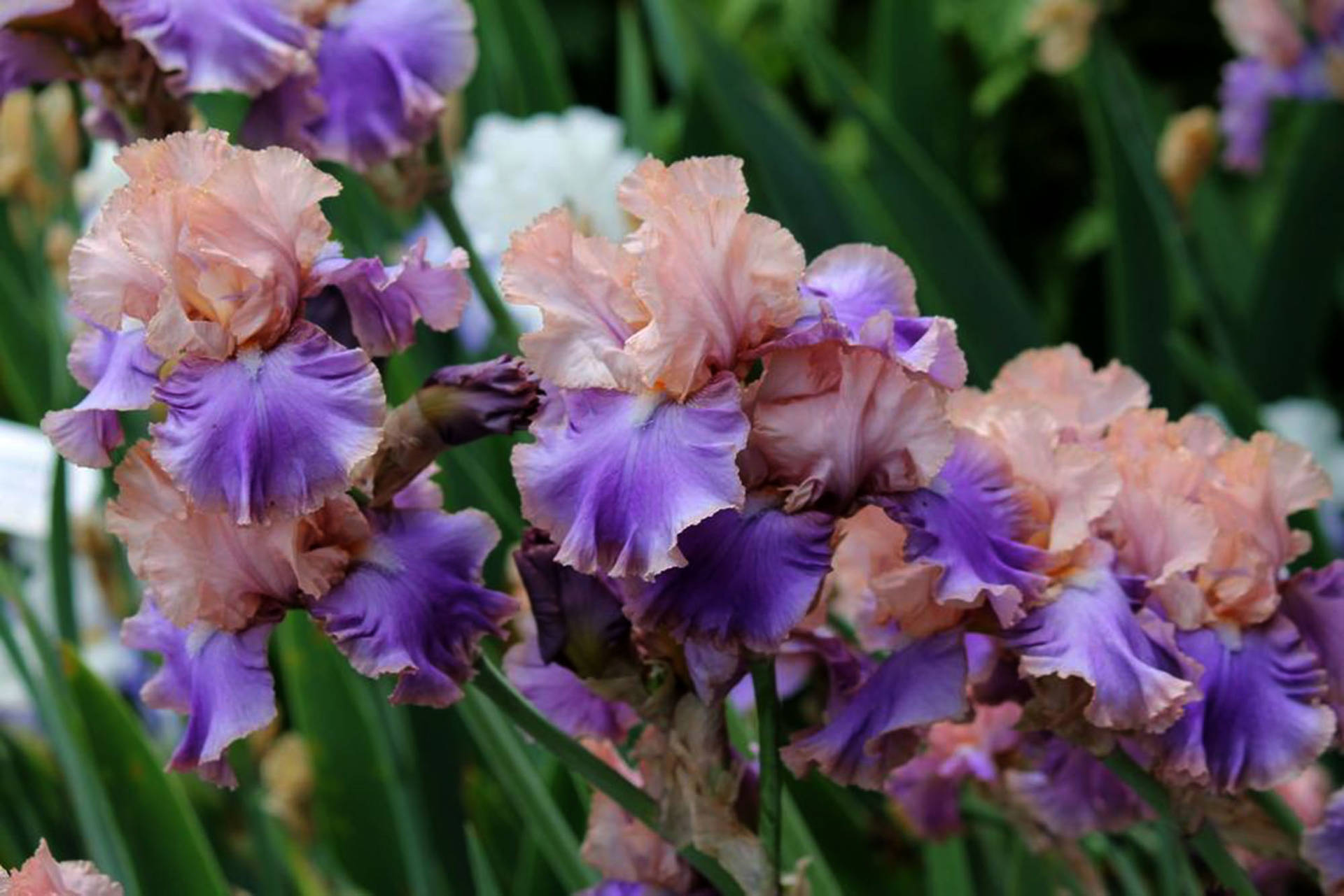 Florentine Silk Iris Flowers