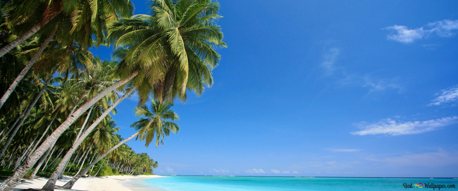 Florida Beach Coconut Trees And Sky Wallpaper