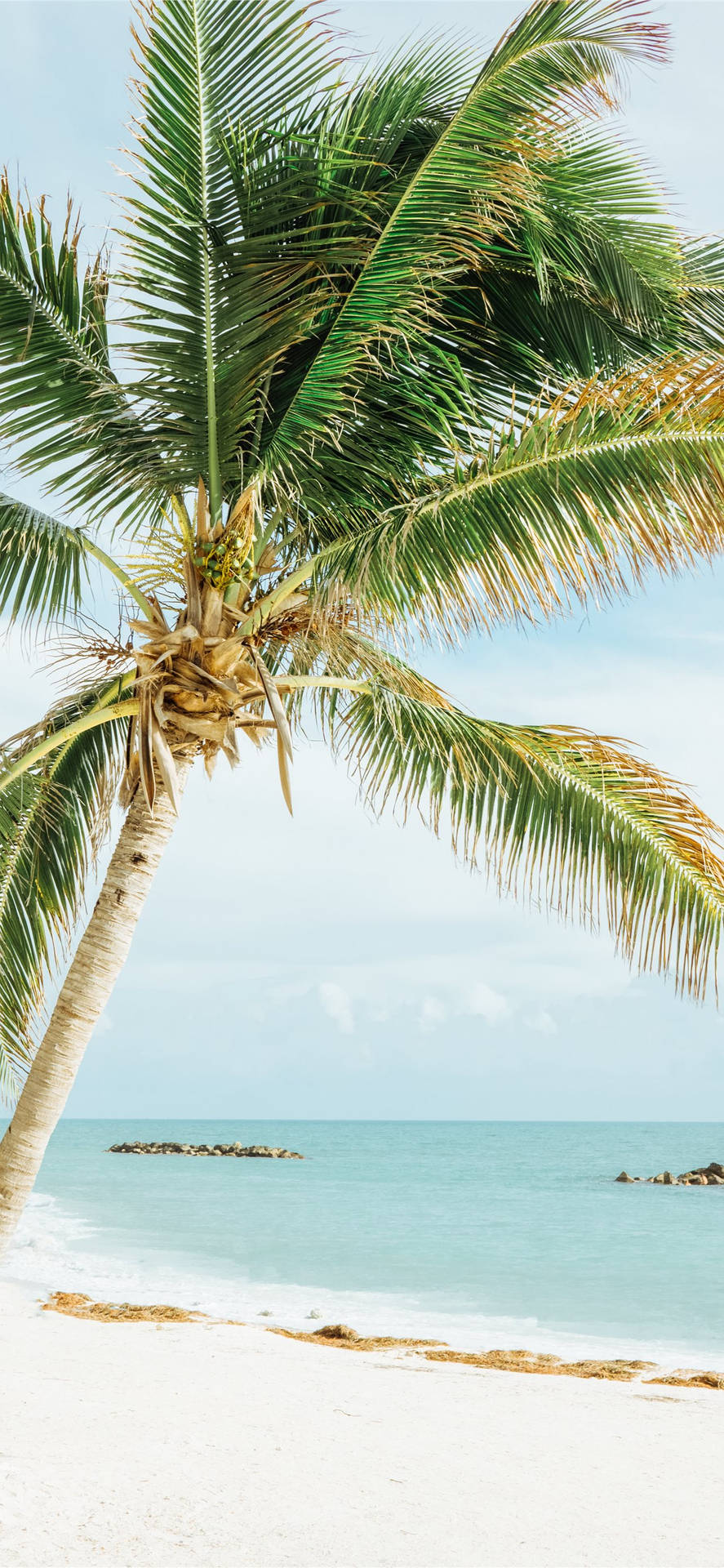 Floridastranden Grön Kokosnötträd Wallpaper