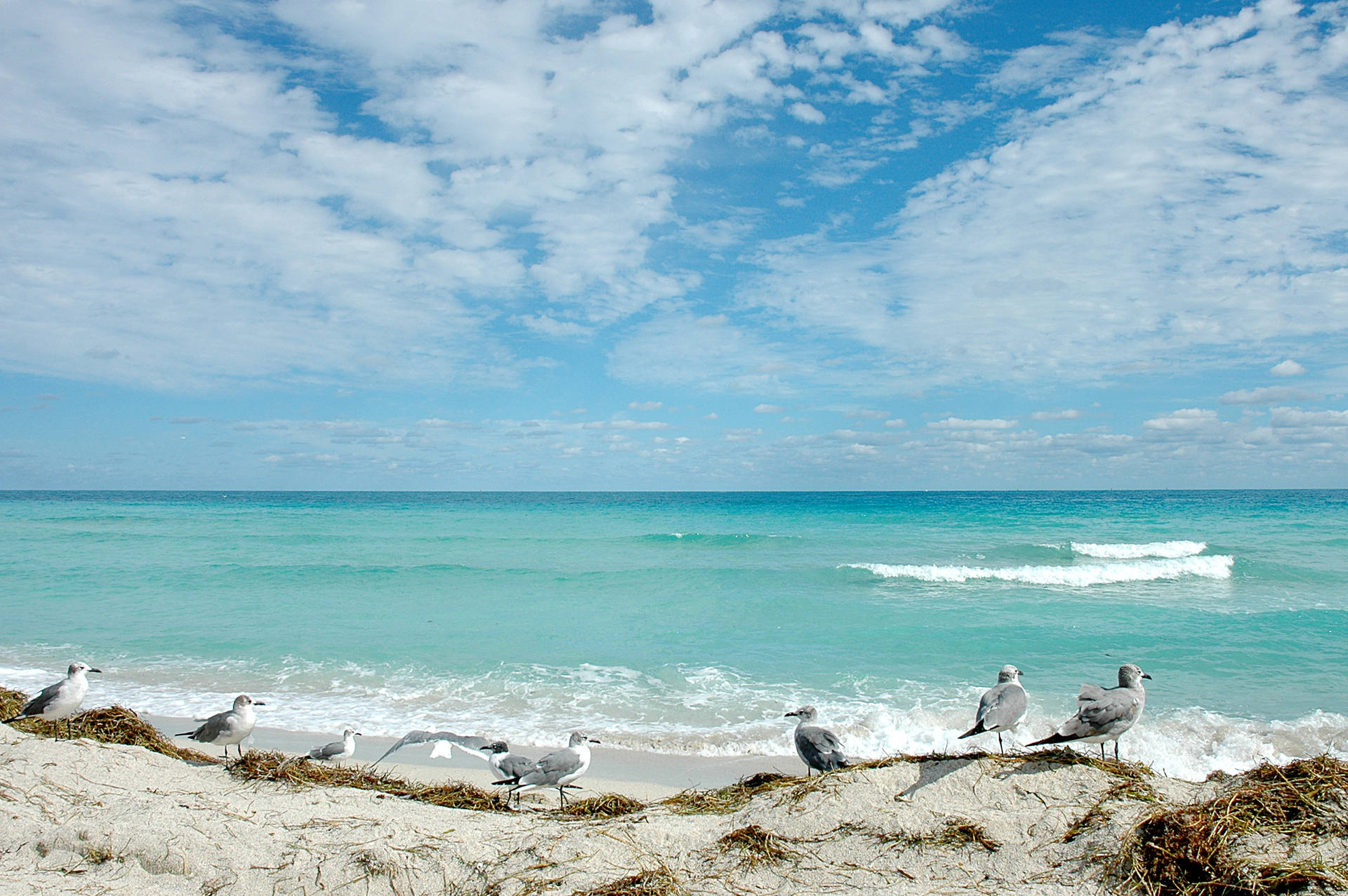 Florida Beach Seagulls And Crashing Waves Wallpaper