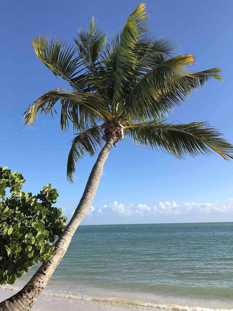 Idyllic Florida Beach With Tropical Coconut Tree Wallpaper