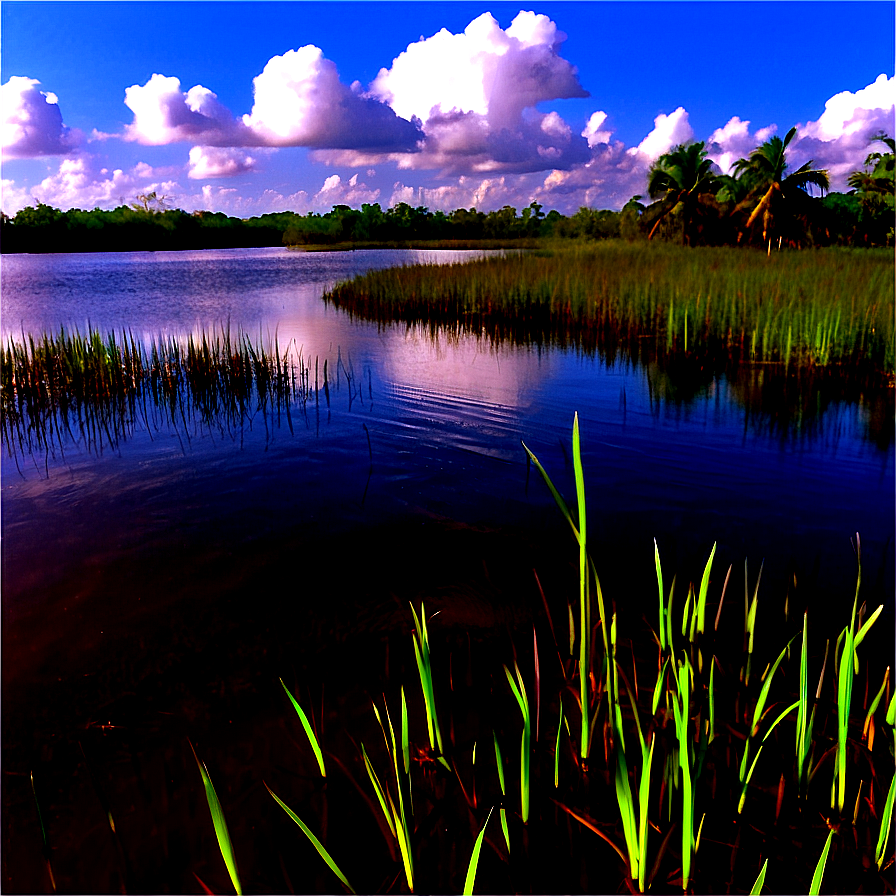 Download Florida Everglades Landscape Png 05242024