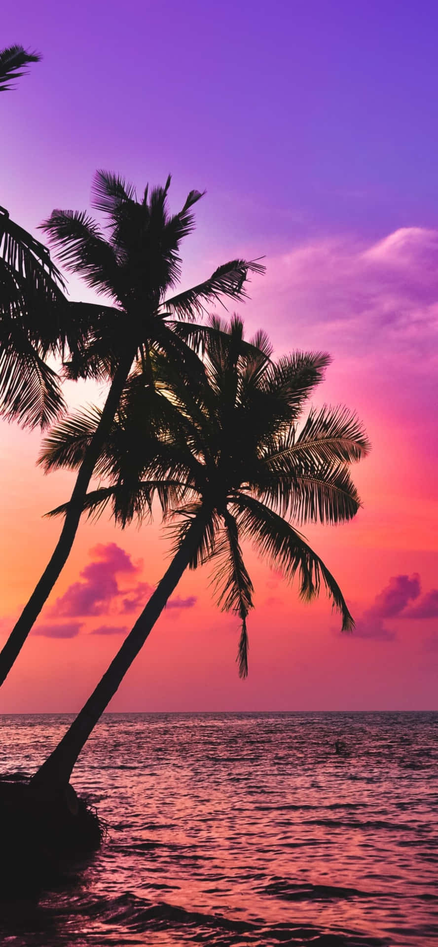 Palm Trees In The Ocean At Sunset