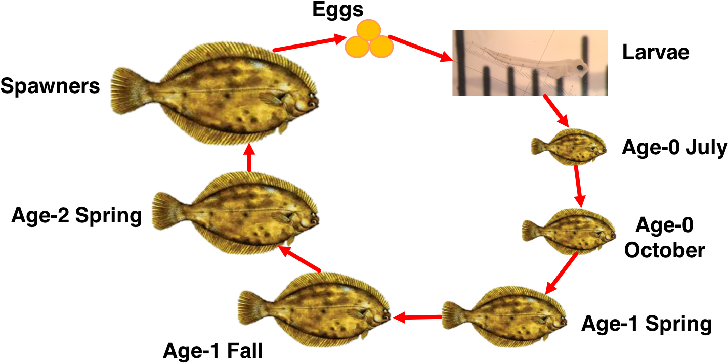 Download Flounder Life Cycle Development Stages | Wallpapers.com