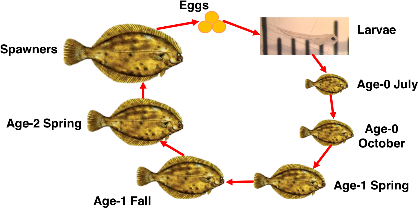 Flounder Life Cycle Development Stages PNG