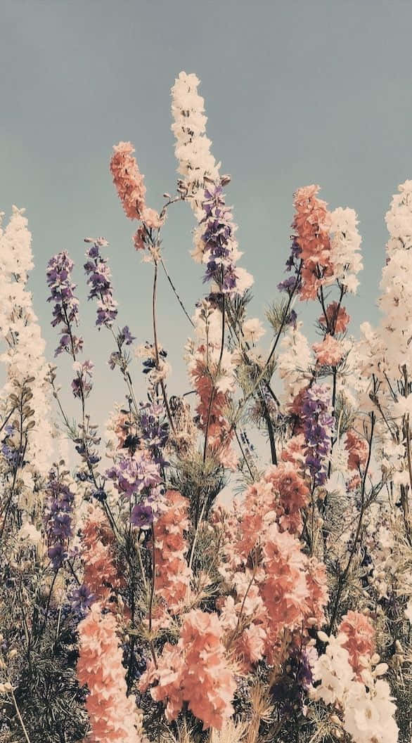 Enbild På Ett Blomsterfält Med Blå Himmel