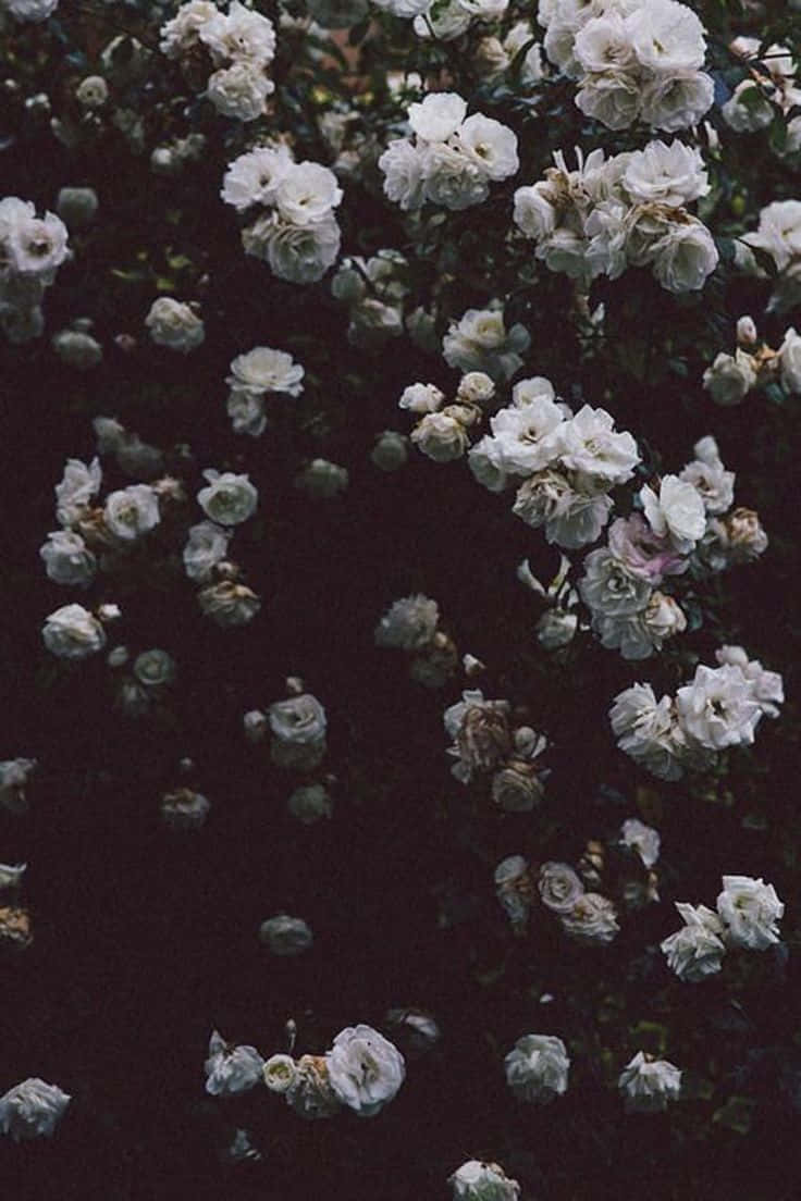 Enbuket Hvide Blomster
