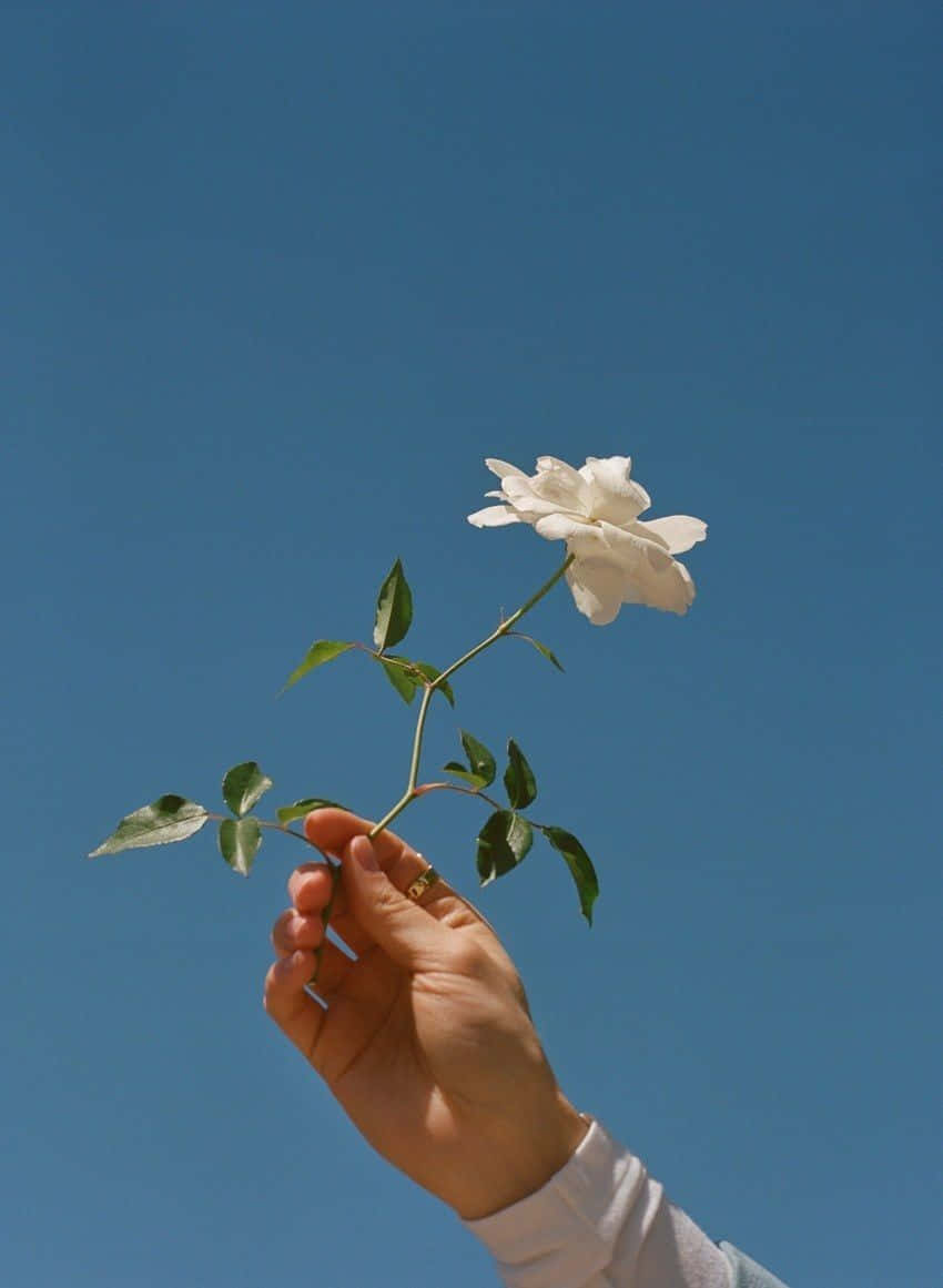 A Person Holding A White Flower Against A Blue Sky