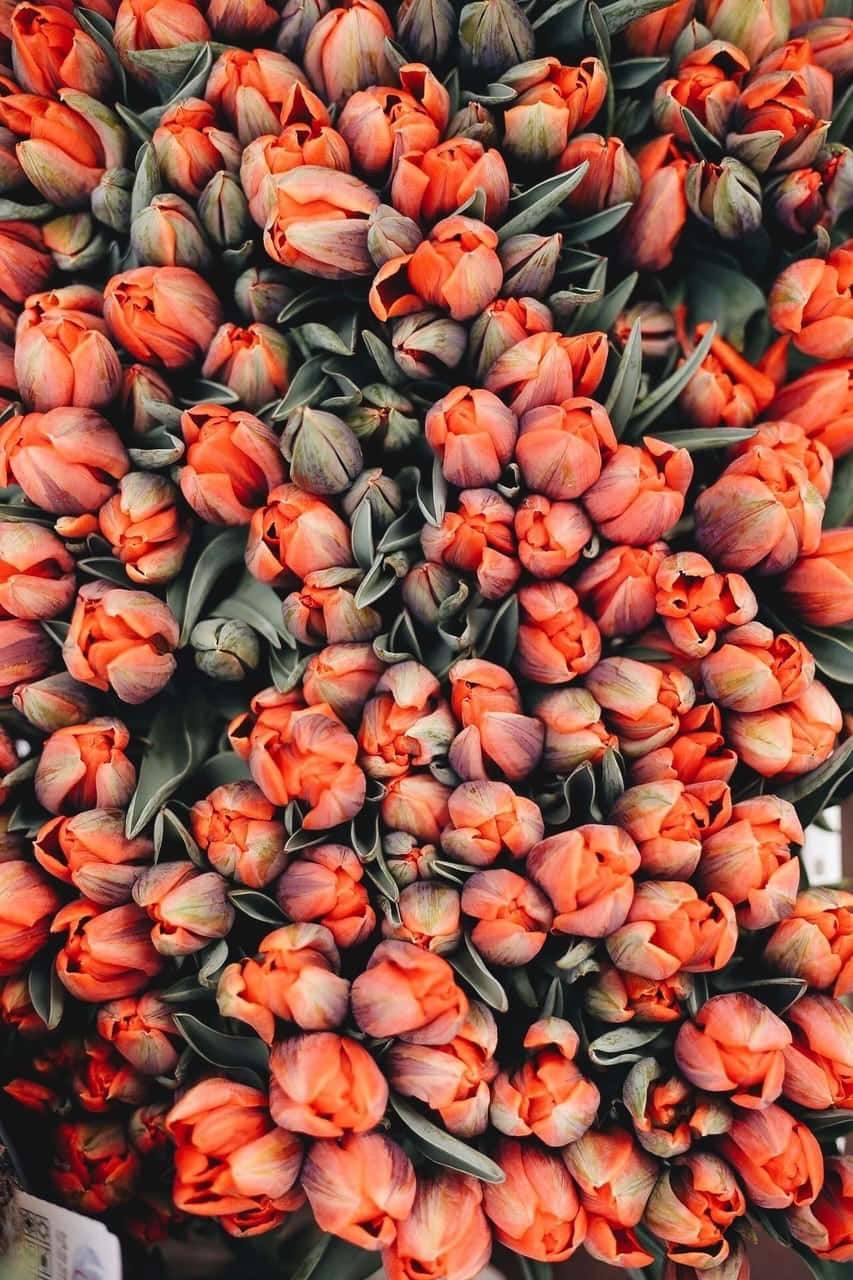Duftskønheden - En Blomster Æstetik