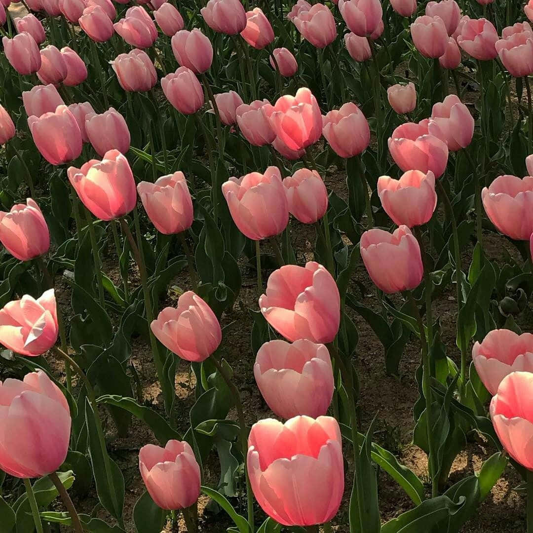 Tulipanesrosados En Un Campo De Hierba