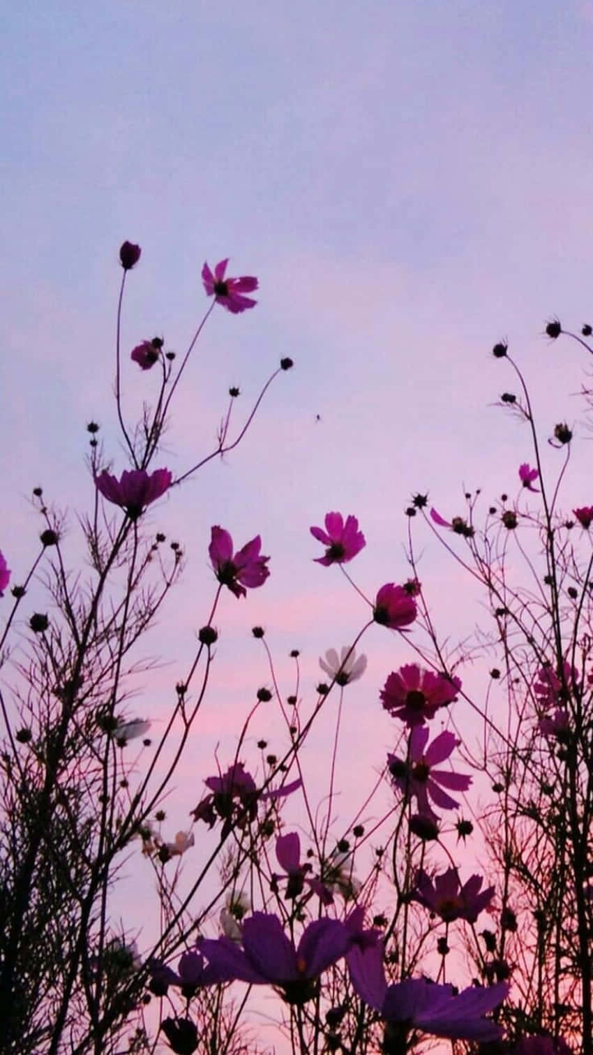 Umabela Flor Cor-de-rosa Em Plena Floração