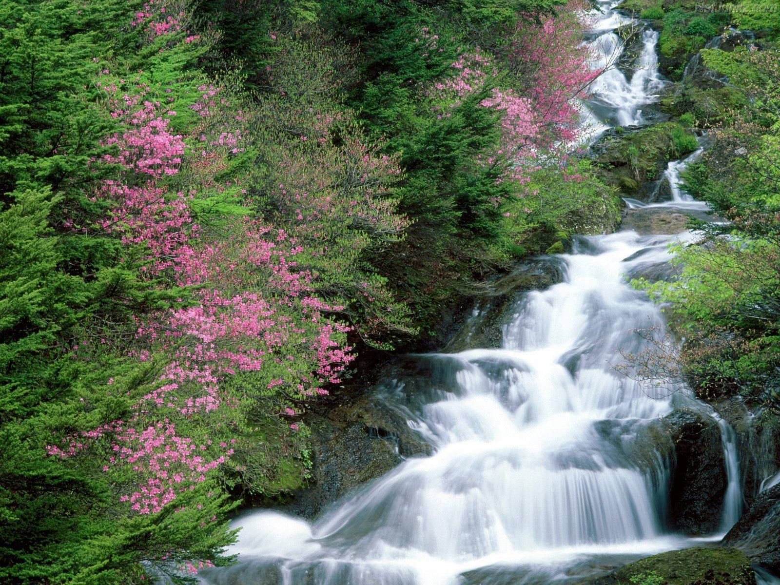 Flower Beautiful Waterfall Wallpaper