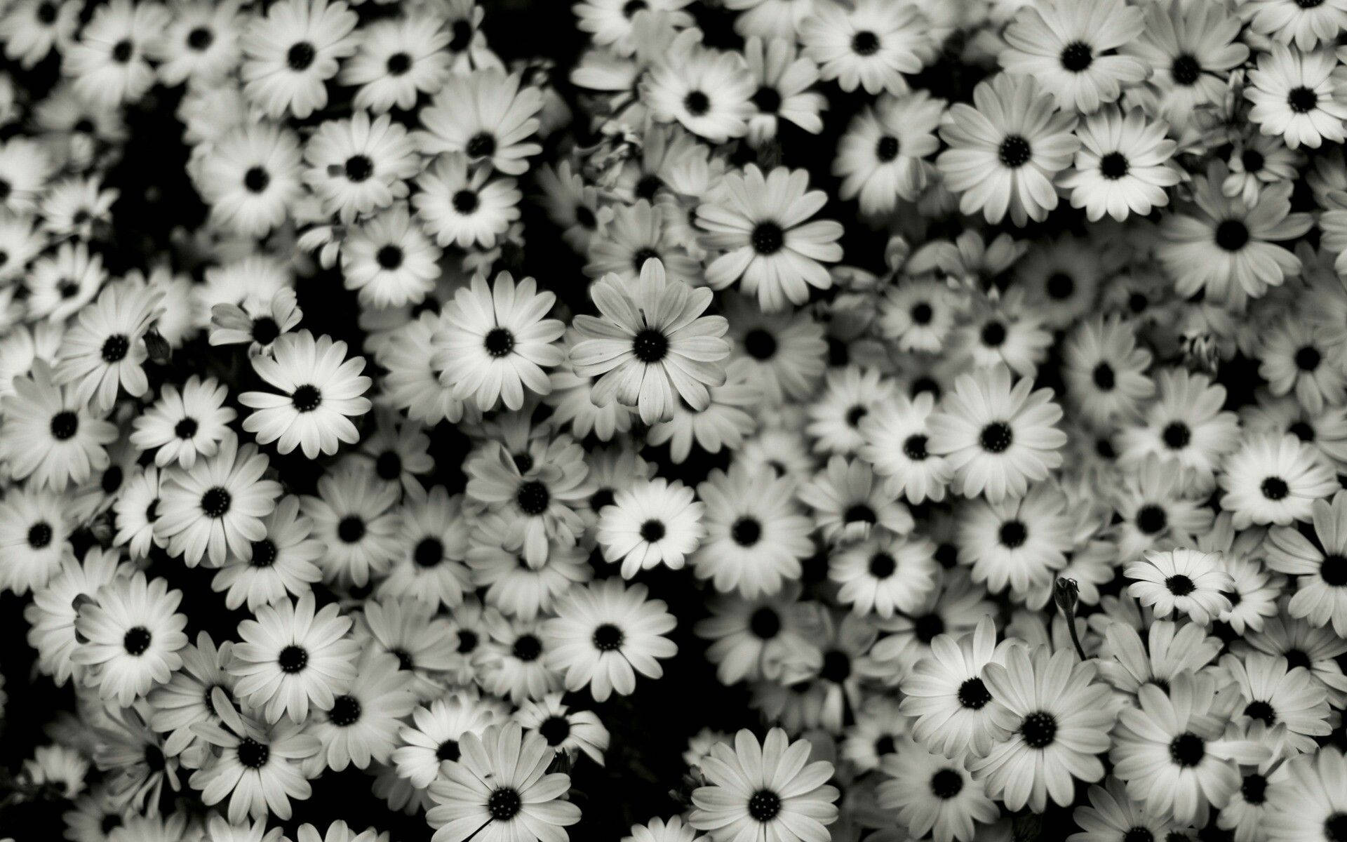 Blumenbeetästhetik Schwarzes Und Weißes Hintergrundbild Für Den Laptop. Wallpaper