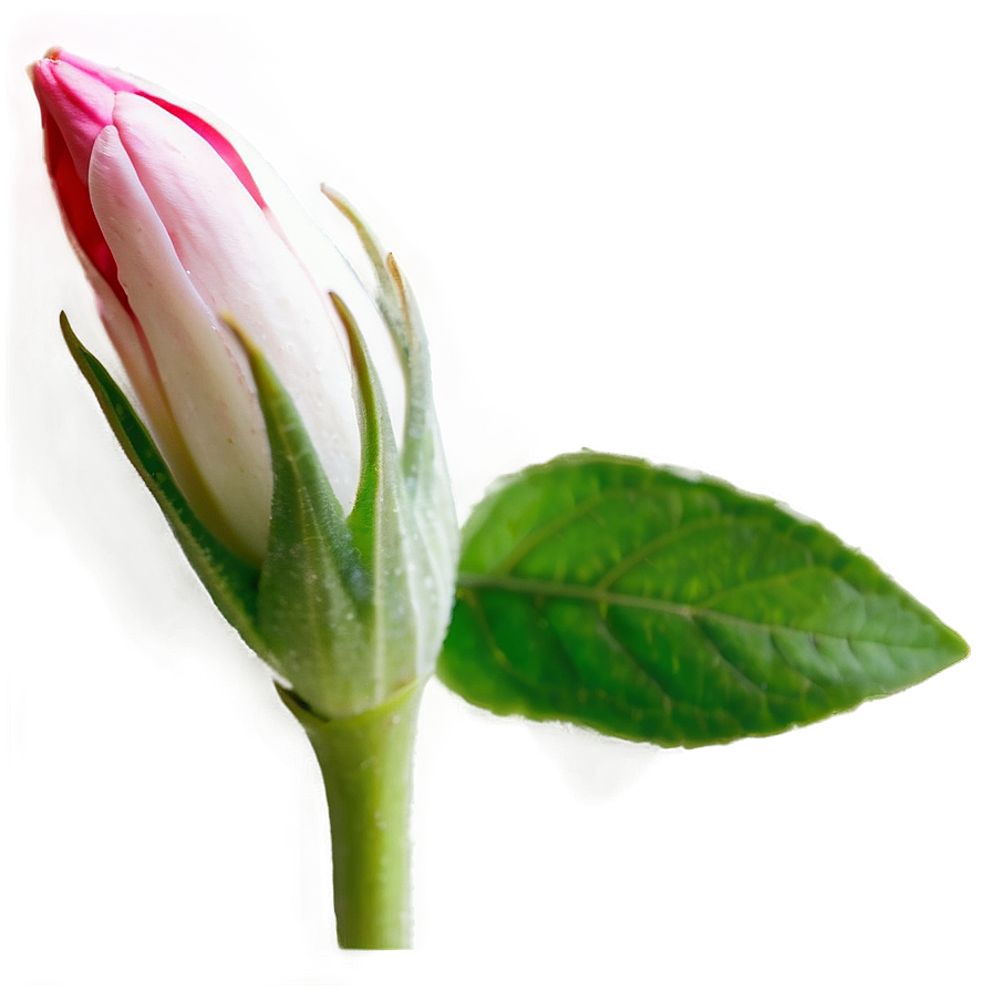 Flower Bud Transparent Png 3 PNG