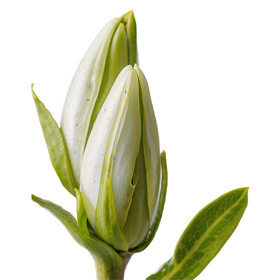 Flower Bud Transparent Png Rup PNG