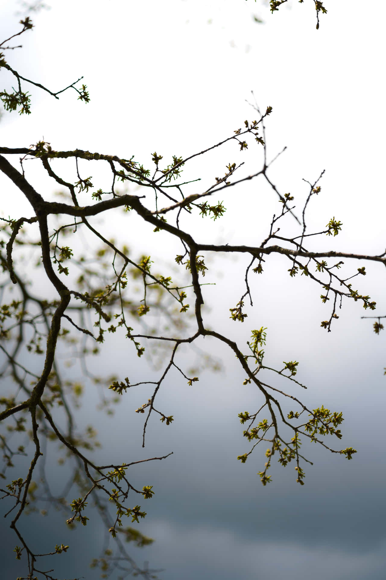 Flower Buds On Tree Branches Wallpaper