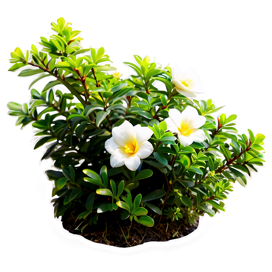 Flower Bush D PNG