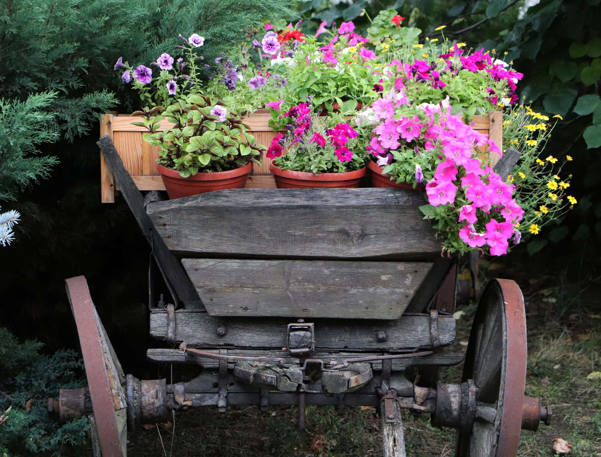 Caption: Colorful Flower Cart in Full Bloom Wallpaper