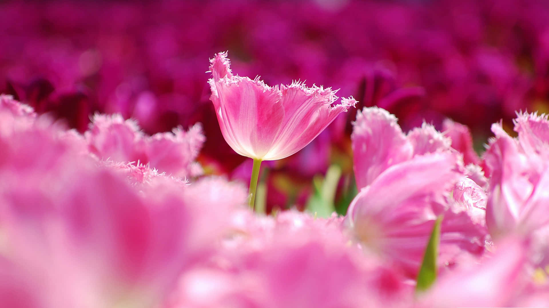 Flower Close-up Photography Desktop Pink Aesthetic Wallpaper