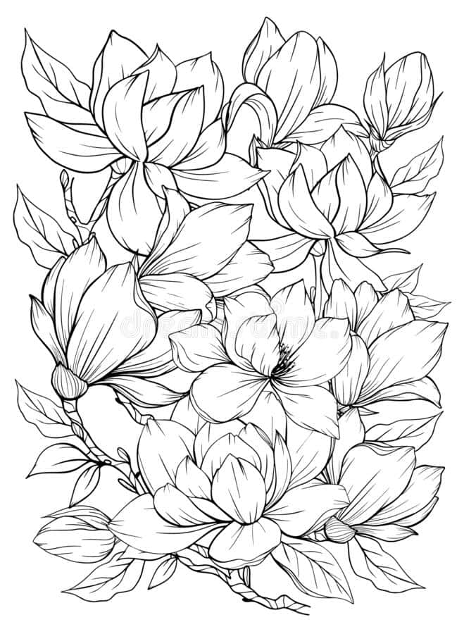 Magnolia Flowers Coloring Pages