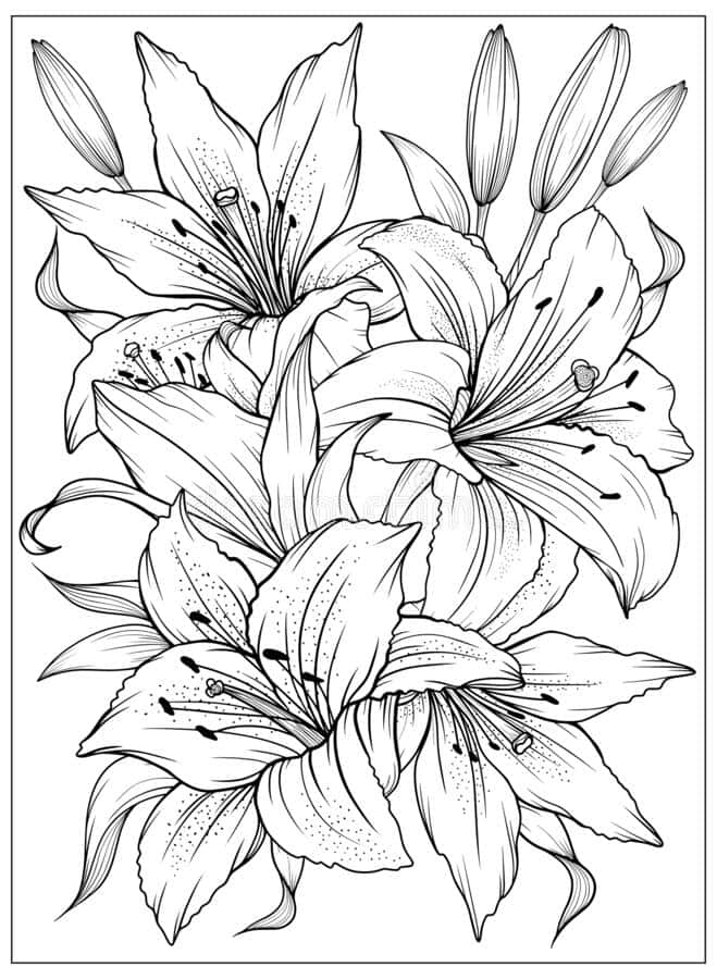Lily Coloring Pages For Adults