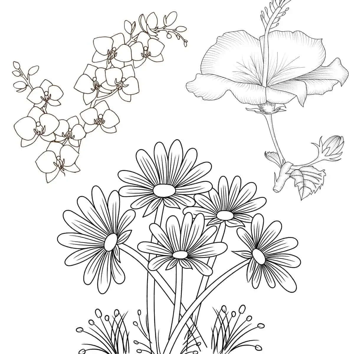 A Set Of Flowers And Leaves For Coloring