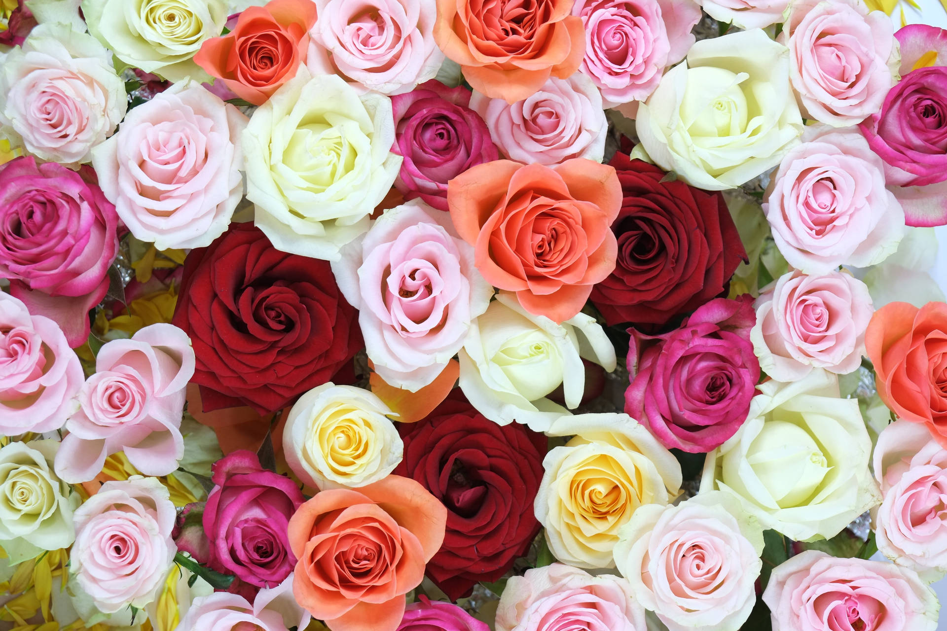 Designde Flores - Rosas Coloridas Sortidas Papel de Parede