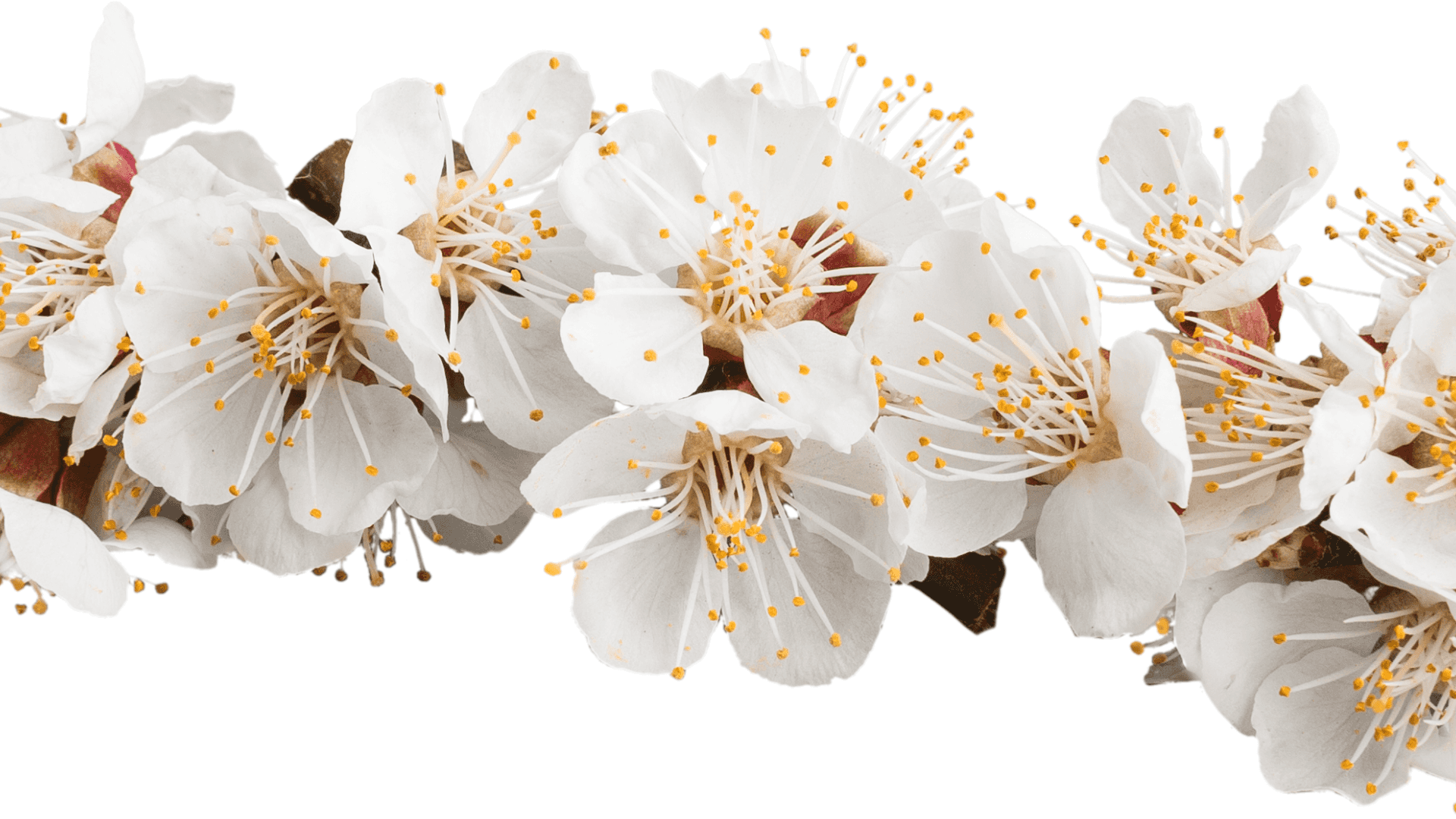 A White Flower With Yellow Petals On A White Background