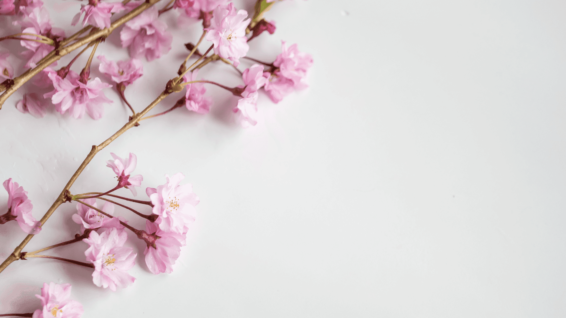 "Captivating and Colorful Flower Design" Background — Delicate pink cherry blossoms on slender branches rest softly against a clean white background.