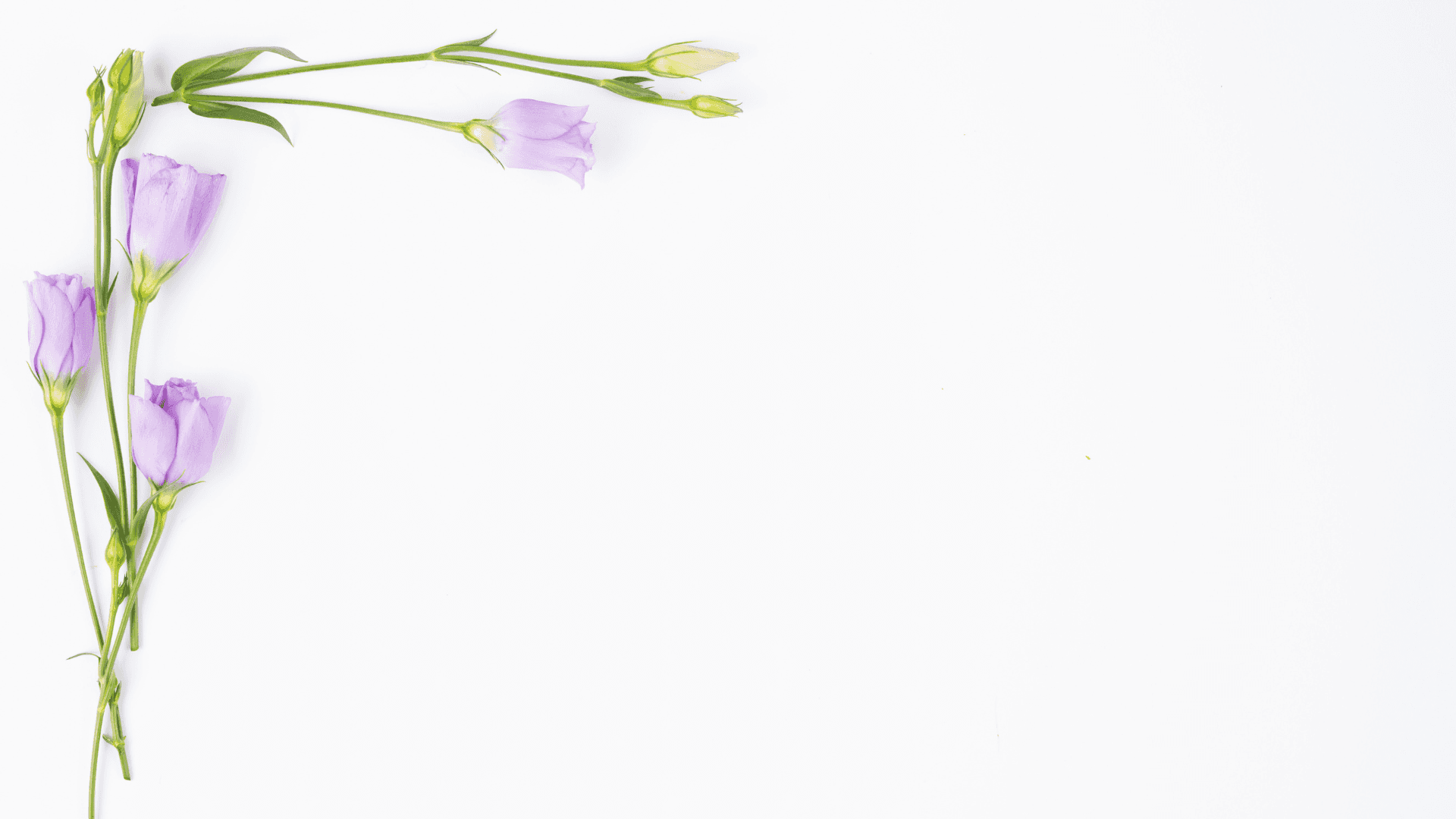 Purple Flowers On A White Background