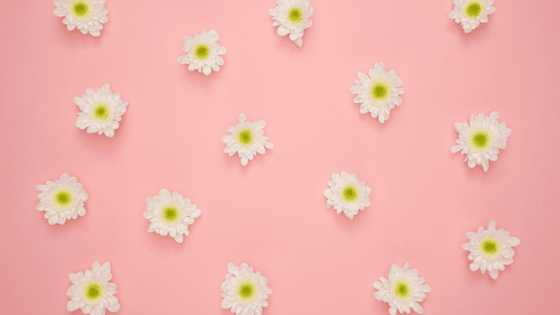 White Daisies On A Pink Background