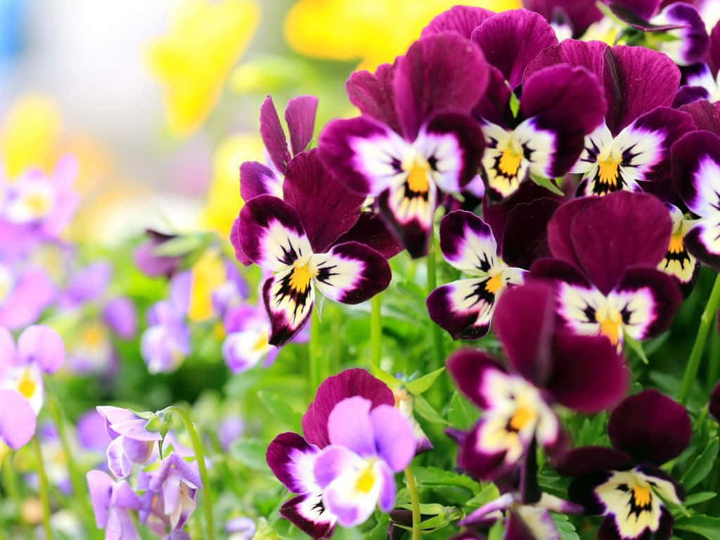 Purple And Purple Pansies In A Garden