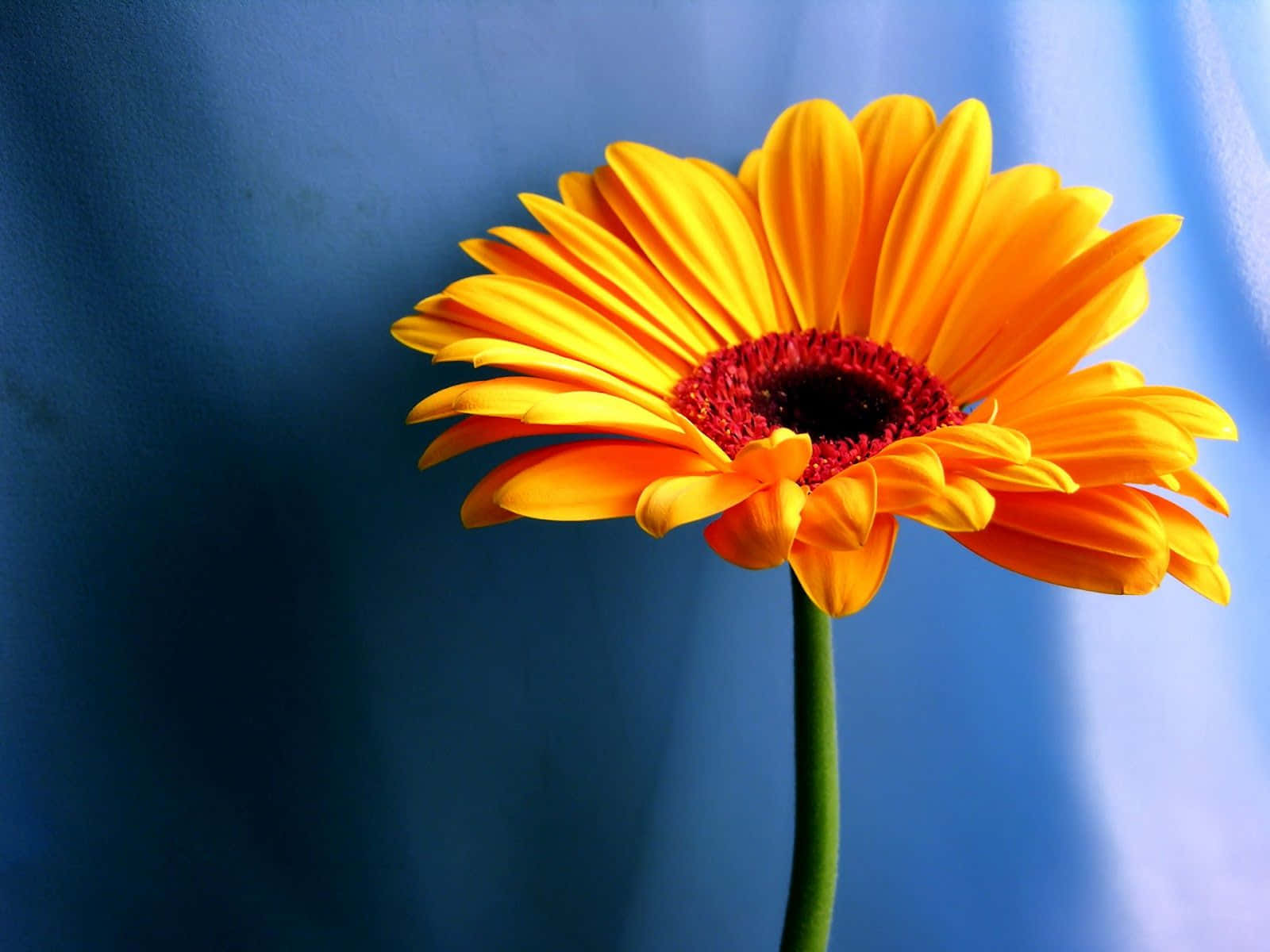 Einewunderschöne Florale Desktop-hintergrundbild
