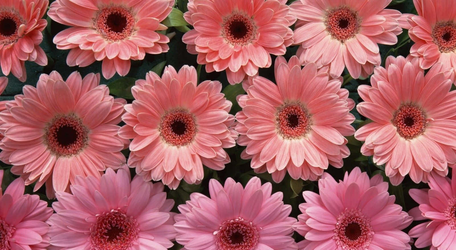 Entfesselnsie Kreativität Mit Der Faszinierenden Schönheit Von Blumen Auf Dem Desktop