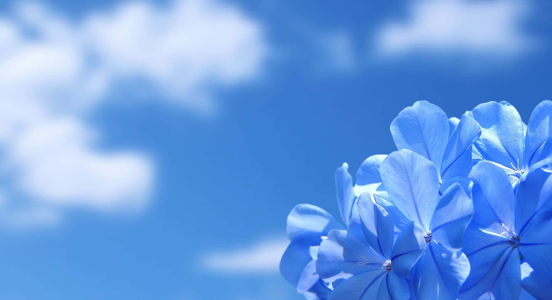 Bildlebendiger Blumengarten Hintergrund Für Den Desktop