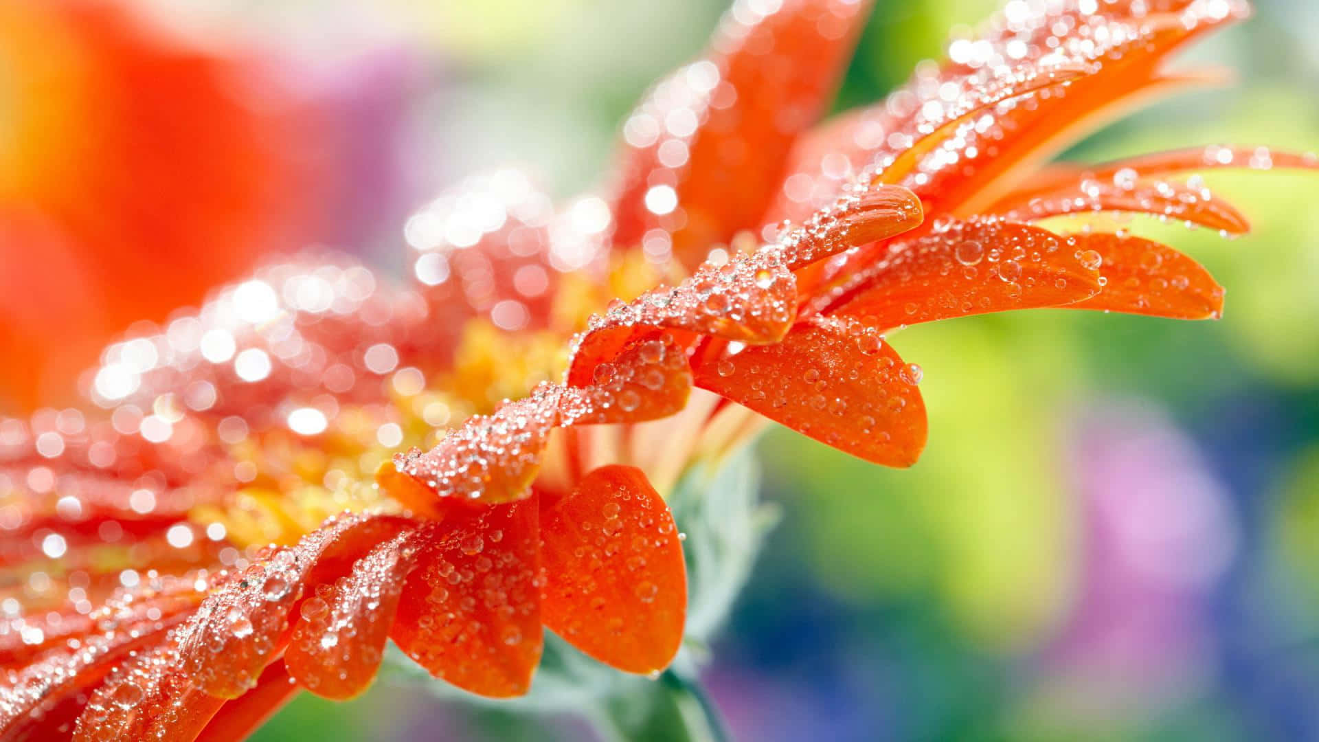 Unprimo Piano Di Un Fiore Arancione Con Gocce D'acqua