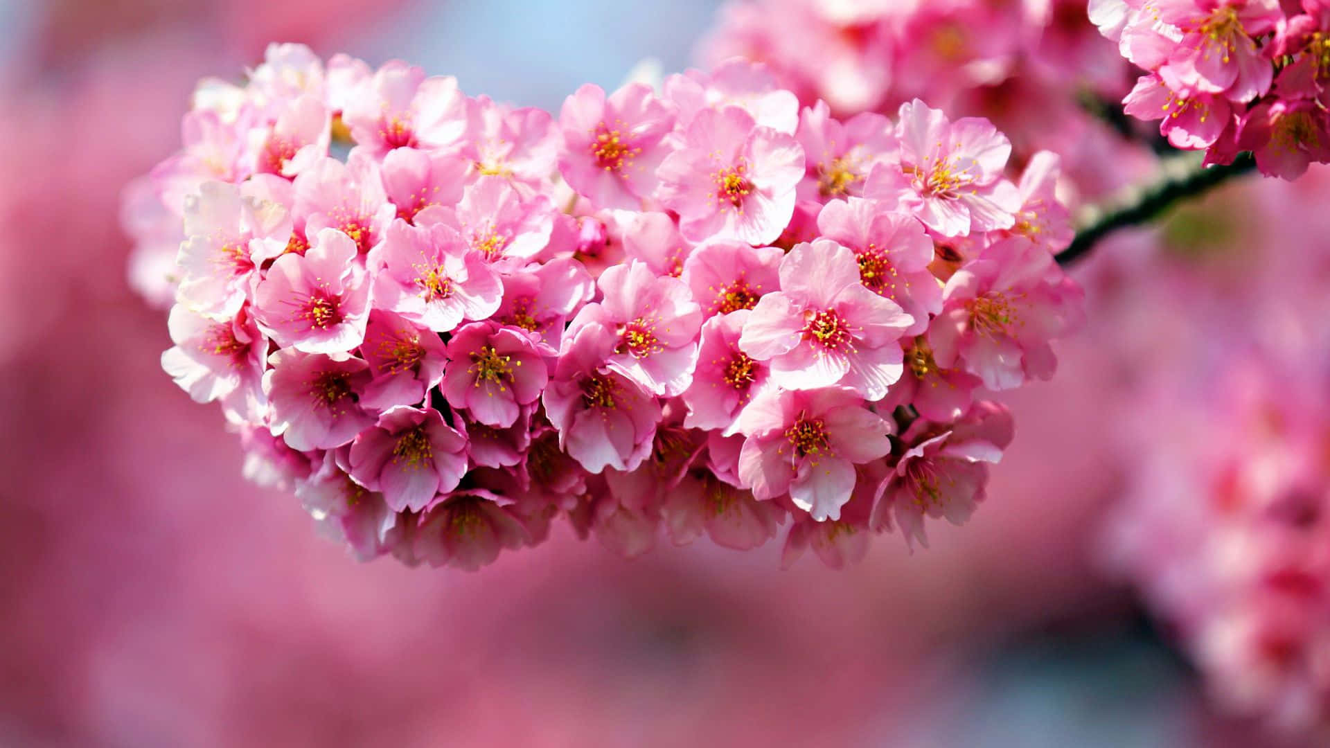 A Pink Flower Is On A Branch With Blurred Background